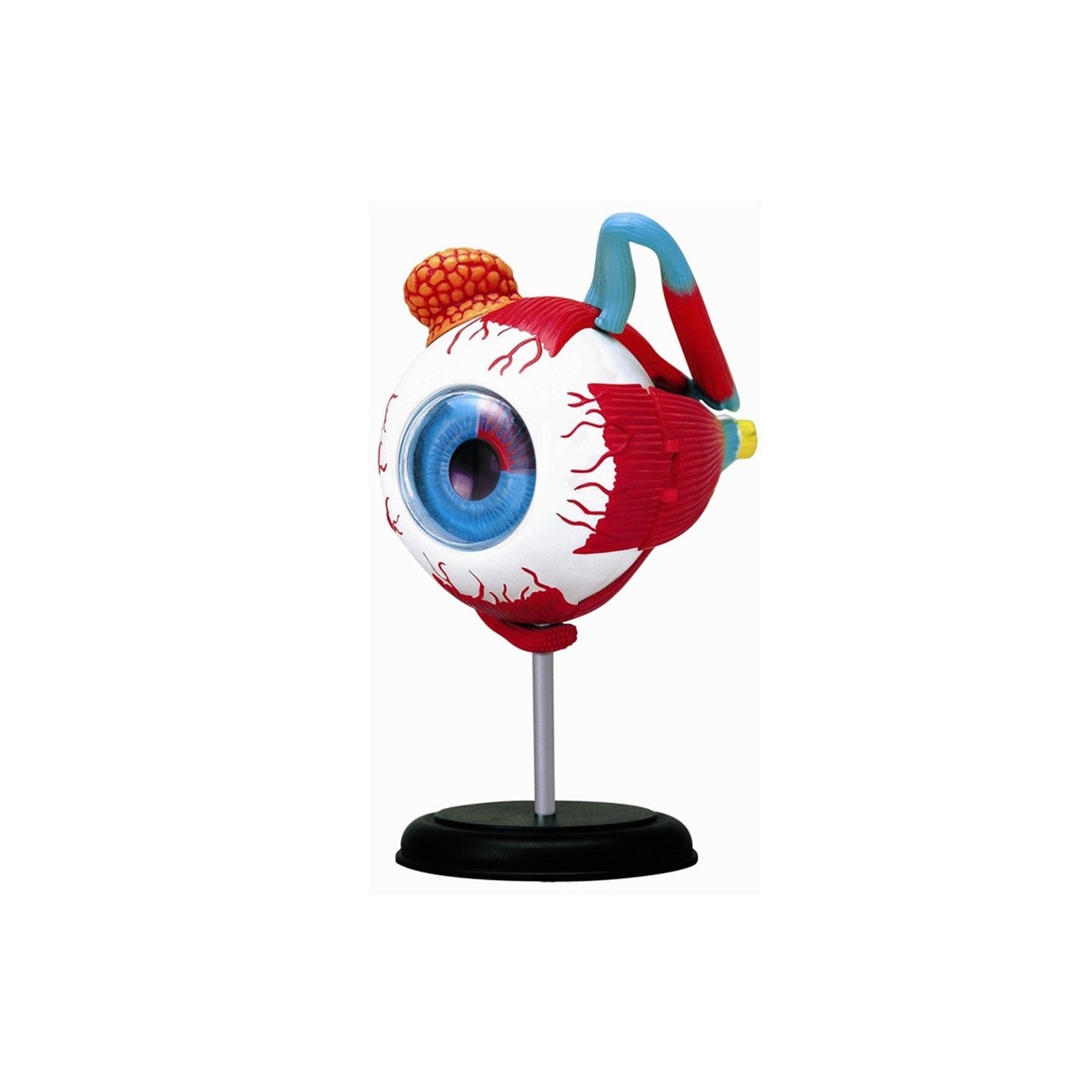 Eye Model with Muscles